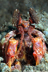 Spearing mantis shrimp, Lysiosquillina sp. Picture taken ... by Anouk Houben 